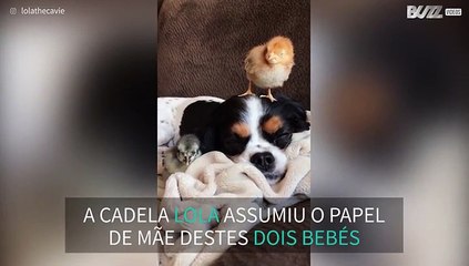 Cadela toma conta de dois pintainhos como se fosse a mãe