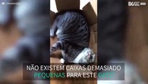 Gato tenta dormir em caixa demasiado pequena