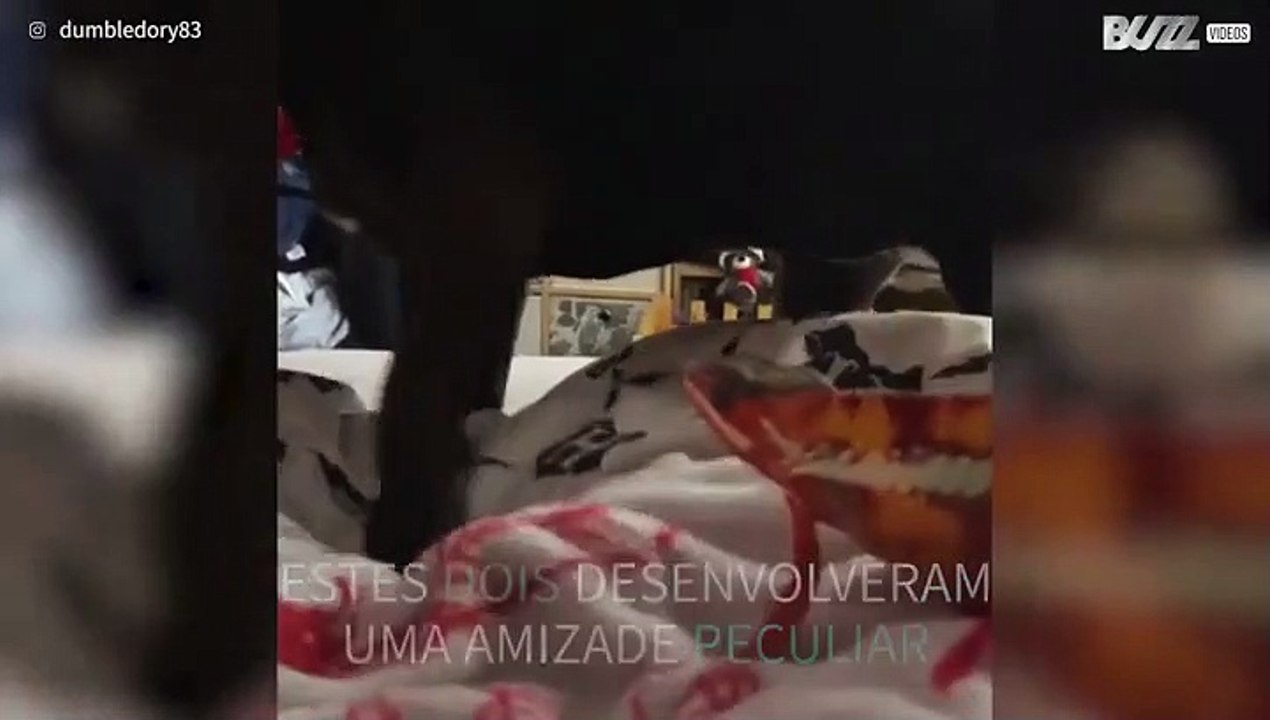 Cadela e camaleão partilham amizade peculiar