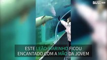 Leão-marinho dança com mão de uma jovem