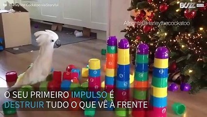 Harley, a catatua rebelde que adora destruir tudo