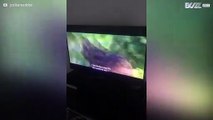 Cão adora relaxar e ver filmes no sofá!