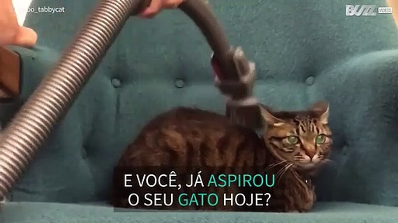 Alguma vez aspirou um gato?