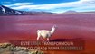 Lama desfila pela Laguna Colorada na Bolívia