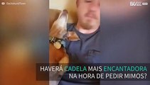 Cadela dachshund é adorável a pedir mimos ao dono