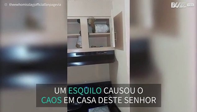 Esquilo invade cozinha e causa o caos