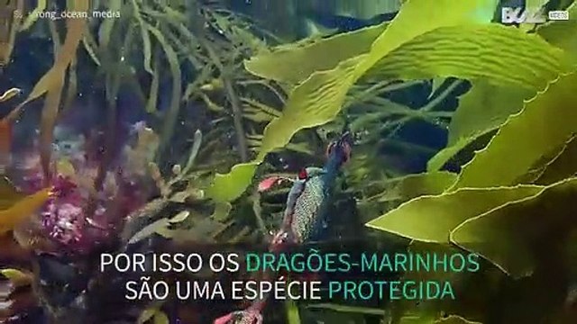 O incrível Dragão-Marinho filmado nas águas da Tasmânia