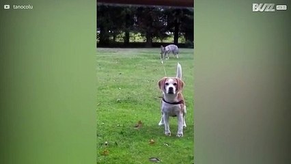 Raposa e cão elaboram cómico plano de fuga