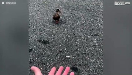 Pato vinga-se depois de ser enganado!