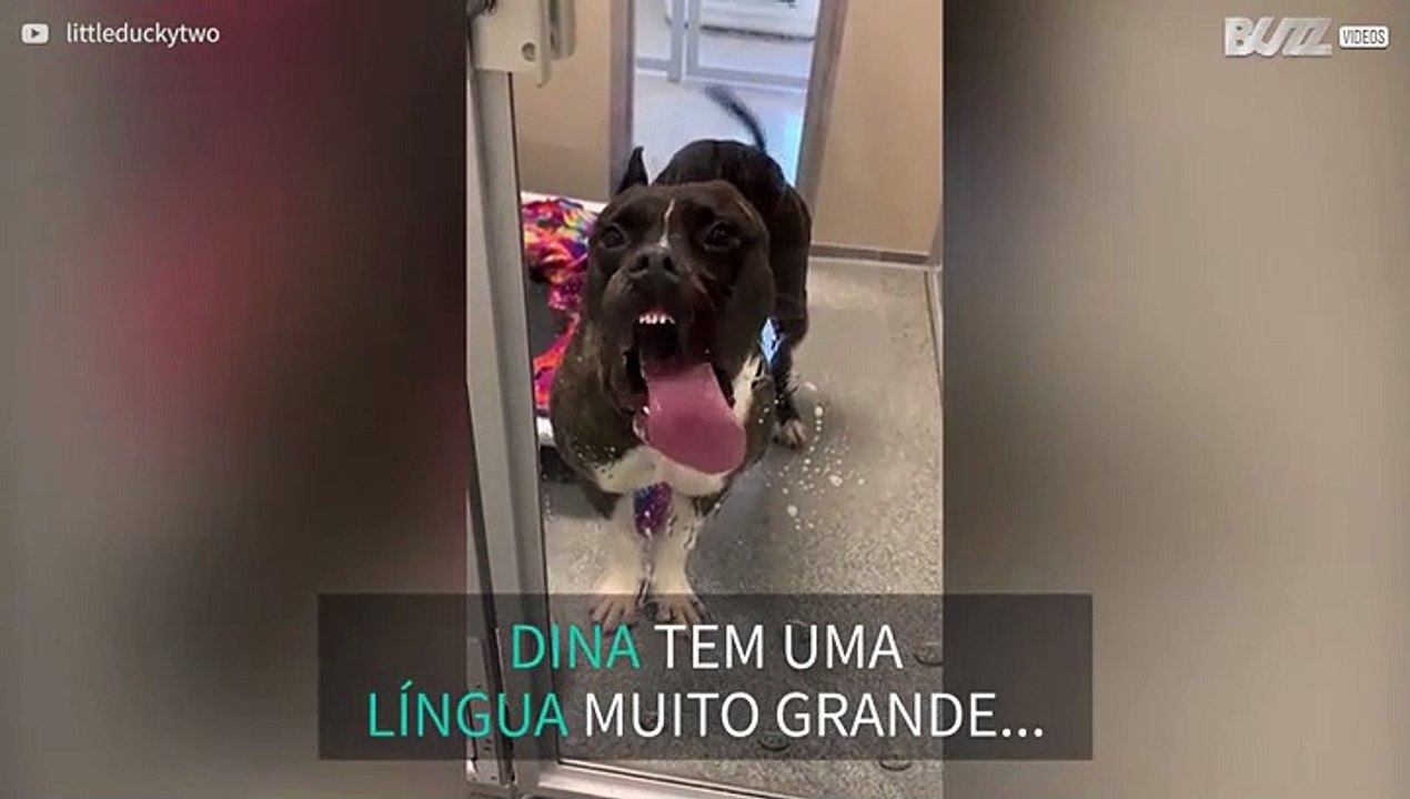 Dina, a cadela que adora lamber vidros
