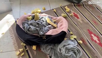 Cães destroem e desarrumam casa da dona