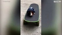 Porquinho-da-índia aprende a andar de skate em L.A.