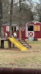 Dwarf Goat Having a Great Day