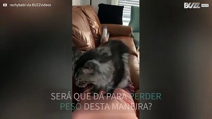 Gato faz massagem relaxante na barriga da dona