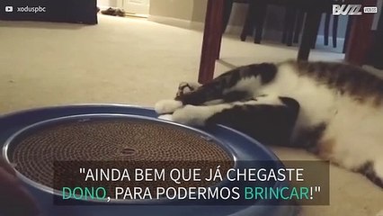 Gato adora brincar à bola com o dono