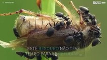 Impressionante filmagem Macro de Formigas a consumirem besouro