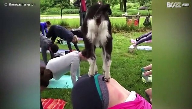 Yoga com Cabras , um desporto no (mínimo) divertido!