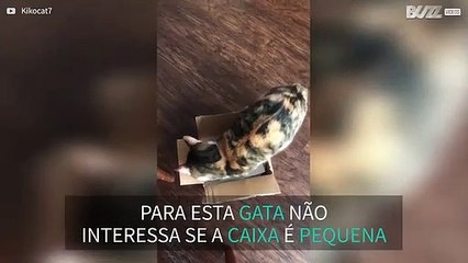Esta caixa parece demasiado pequena para esta gata