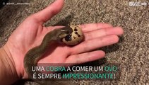 Sabia que as cobras comem ovos inteiros sem sequer os partir?