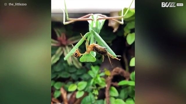 Louva-a-deus devora grilo em zoom fantástico!