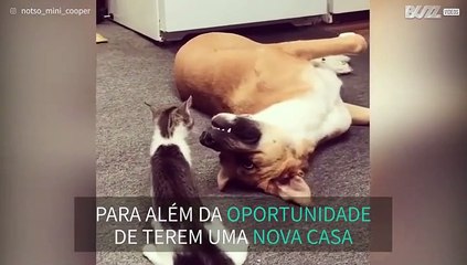 Cão e gato resgatados tornam-se amigos em novo lar