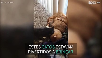 Cadela põe fim a suposta batalha de gatos