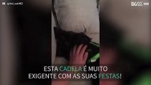 Cadela mostra o seu descontentamento quando não recebe festas