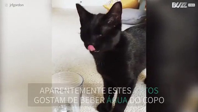 Gatos a beberem água do copo é simplesmente hilariante