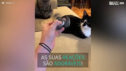 Gatas reagem a fidget spinner pela primeira vez!