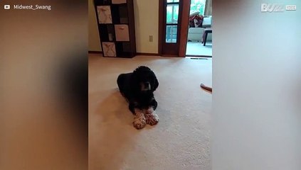 Cães chocam um contra o outro durante truque