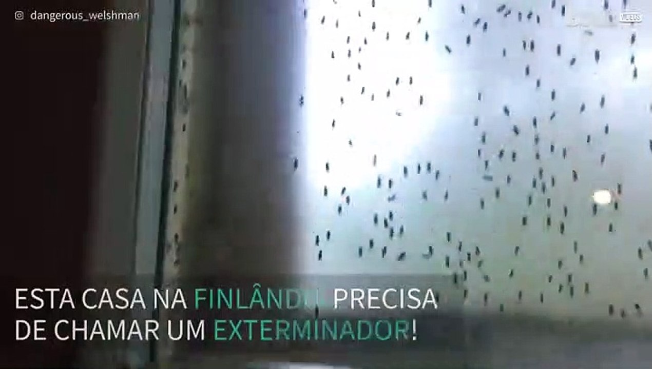 Centenas de insetos encontrados numa casa da Fi...