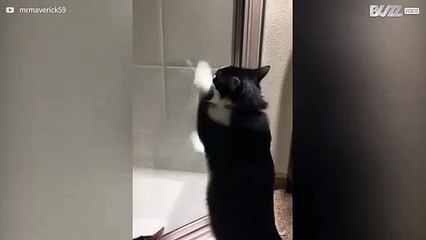 Gata diverte-se demasiado com um simples reflexo!