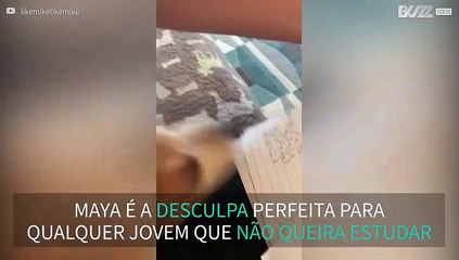 Cão "come" apontamentos de cálculo do dono
