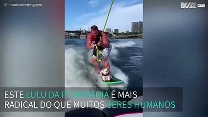 Lulu da Pomerânia adora praticar wakesurf!