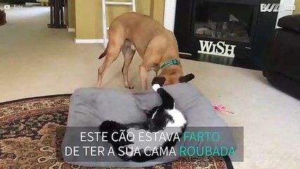 Cão expulsa gato e reconquista a sua cama!