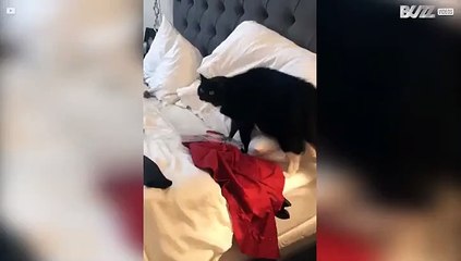 Gato fica assustado com dono mascarado de lobo mau