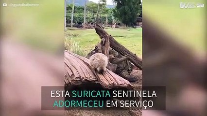 Suricata sentinela adormece em serviço na Austrália
