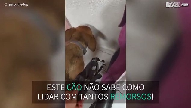 Cão não consegue esconder remorsos por destruir sapato