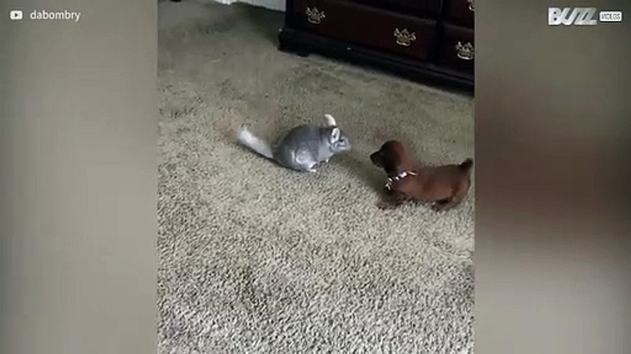 Cão e chinchila conhecem-se pela primeira vez!