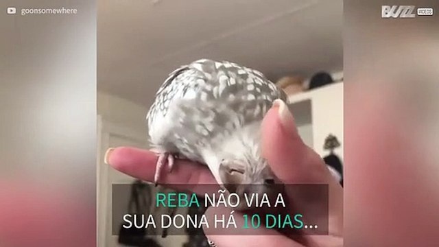 Periquito mata saudades da dona de forma adorável