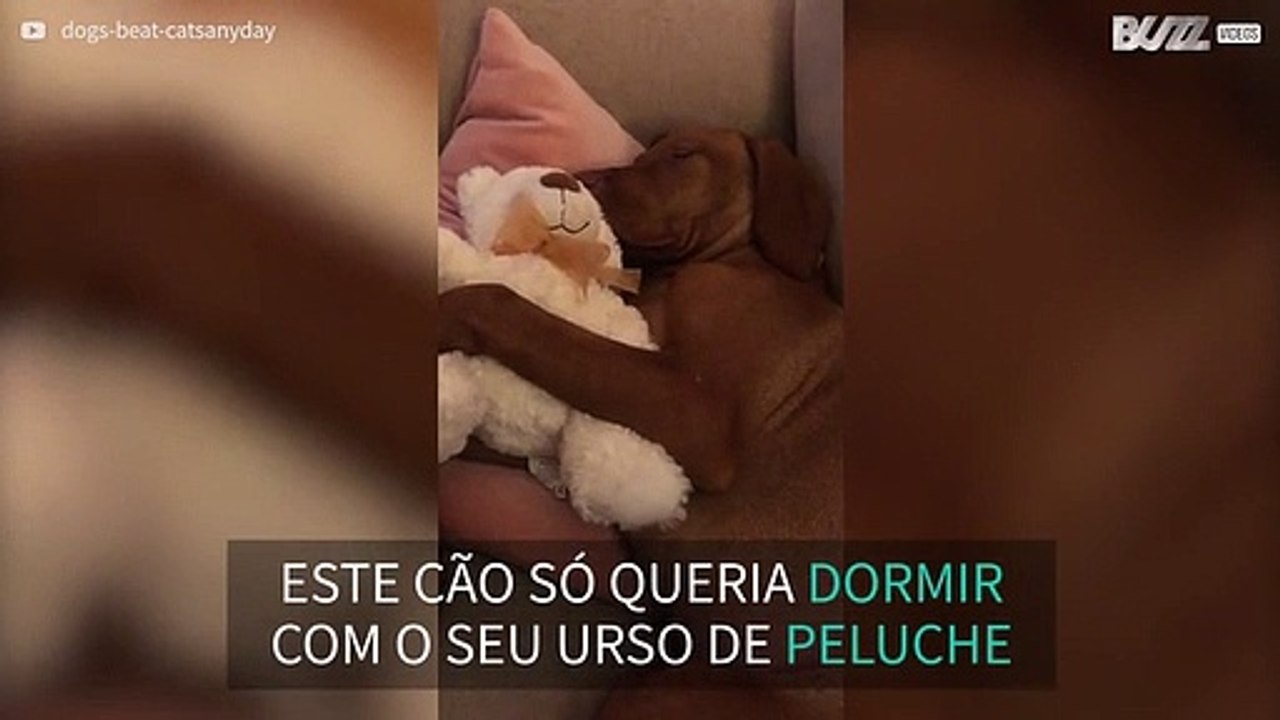 Cachorro dorme agarrado a urso de peluche