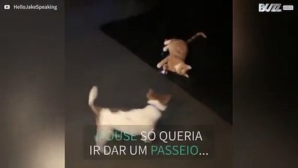 Gato prende trela e impede cão de ir passear