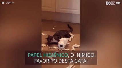 Gata adora destruir papel higiénico!