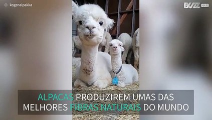 Amoroso: Mãe alpaca rumina em com a sua cria