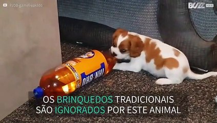 Cão bebé troca peluche por garrafa de bebida energética