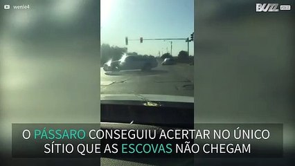 Se cocó de pássaro no vidro é mau, não conseguir limpá-lo é péssimo!