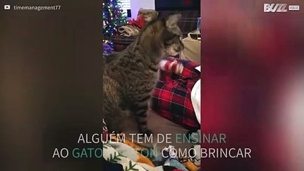 Gato usa brinquedos de forma errada!
