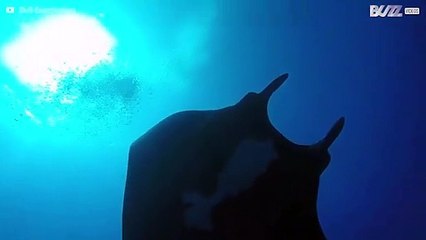 Manta aproxima-se de mergulhadores em momento mágico
