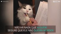 Gato gosta de “mastigar” objetos afiados