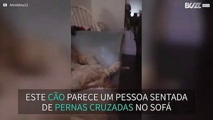 Cão gosta de se sentar no sofá como um humano